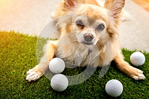 Chihuahua dog brown color sleeping next to golf ball on green gr