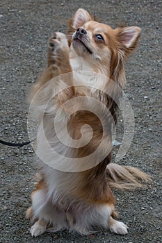 Chihuahua dog of brown color. Stand on hind legs, close-up.