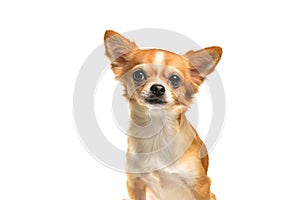 Chihuahua dog Brown on white background