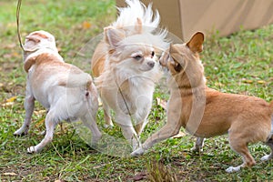 Chihuahua dog Close-up