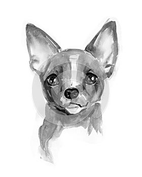 Chihuahua dog, cute face, Chiwawa puppy, watercolor illustration photo