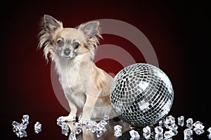 Chihuahua dog with disco ball