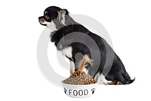 Chihuahua dog with dog food bowl isolated white backgound