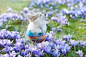 Chihuahua dog dreaming among purple crocus flowers