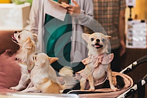 Chihuahua dog in a dress in pushchair.