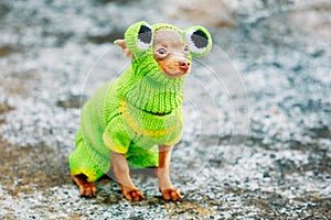 Chihuahua Dog Dressed Up In Frog Outfit, Staying Outdoor In Cold photo