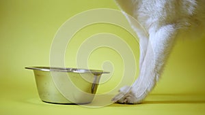 Chihuahua dog eat feed from a bowl. Bowl of kibble food. Healthy pets meal. Isolated on yellow background