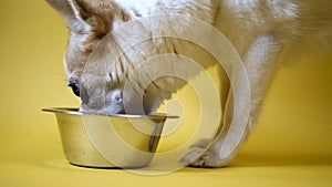 Chihuahua dog eat feed from a bowl. Bowl of kibble food. Healthy pets meal. Isolated on yellow background