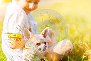 Chihuahua dog eats grass with little laughing child close up. Cropped happy caucasian kid boy sitting with a puppy at sunny day in