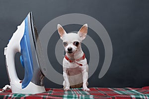 Chihuahua dog and electric iron on a black background in the studio.