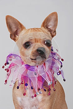 Chihuahua dog with fancy collar