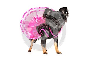 Chihuahua dog in fashionable dress