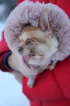 Chihuahua dog in a fashionable jumpsuit in the arms of the owner in winter on a walk
