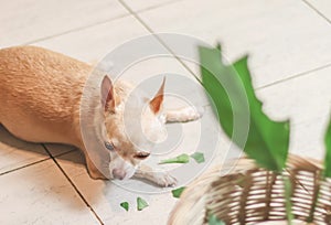 Chihuahua dog feel guilty lying down on the floor with leaves of houseplant. Selective focus