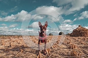 Chihuahua Dog in field