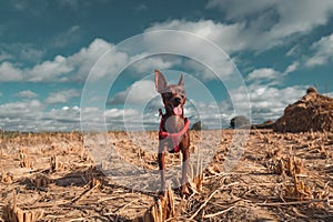 Chihuahua Dog in field