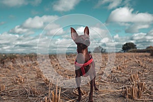 Chihuahua Dog in field