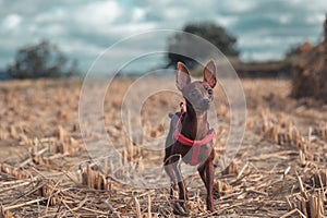 Chihuahua Dog in field