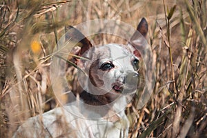 Chihuahua Dog in field