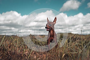 Chihuahua Dog in field