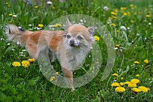 A chihuahua dog in a flower  meadow