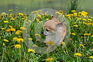 Chihuahua dog on a flower meadow in front of a lake