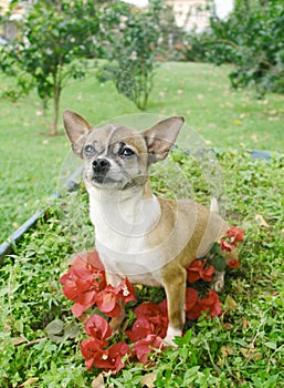 Chihuahua dog in flowers 2