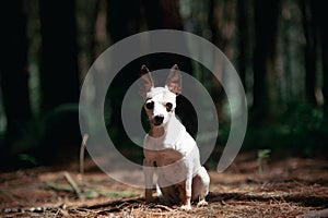 Chihuahua dog in forest