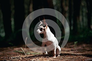 Chihuahua dog in forest