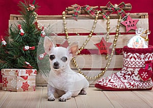 A chihuahua dog with a funny face rests in a farmhouse decorated with holiday red Christmas decorations and stars.