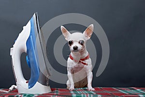 A chihuahua dog with a funny muzzle sits next to a blue electric iron on a black background in a photo studio.