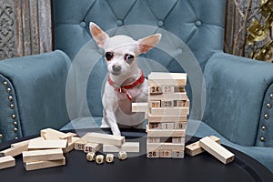 Chihuahua dog with a funny muzzle sitting in a comfortable chair collecting a pyramid of wooden blocks.
