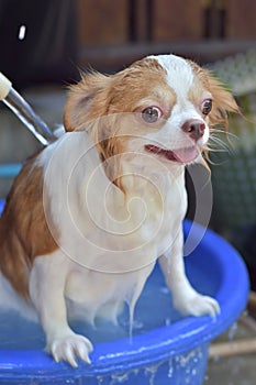 Chihuahua dog getting bath outside