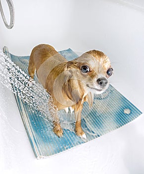 Chihuahua dog getting pleasure from shower