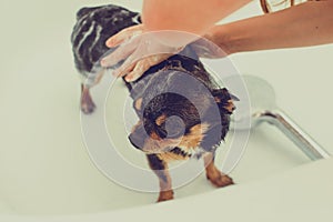 Chihuahua dog getting pleasure from shower in bath. Chihuahuas are bathed in the shower