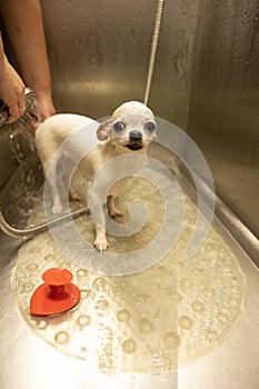 chihuahua dog getting pleasure from shower in grooming salon