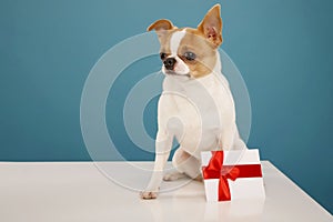 Chihuahua dog with gift certificate over blue background. Christmas, New Year, birthday and Valentine`s Day concept