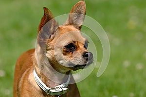 Chihuahua dog on green grass