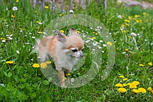 Chihuahua dog on a green meadow