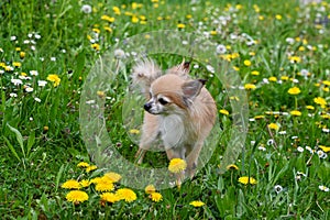 A Chihuahua dog on a green meadow