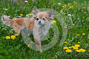 A chihuahua dog in a green meadow with dandelion flowers