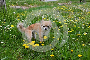 A chihuahua dog in a green meadow with  flowers