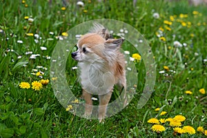 A chihuahua dog in a green meadow with yellow flowers