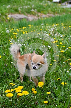 Chihuahua dog on a green meadow with yellow flowers