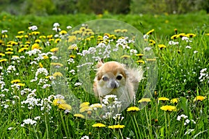 A chihuahua dog in a green meadow with yellow flowers