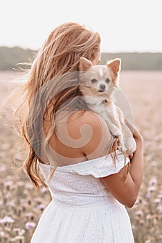 chihuahua dog in the hands of a girl in a field in the summer