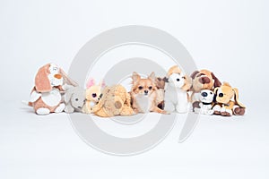 Chihuahua dog hiding in a row of many plush toys