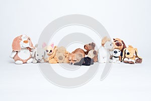 Chihuahua dog hiding in a row of many plush toys