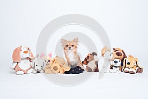 Chihuahua dog hiding in a row of many plush toys