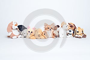 Chihuahua dog hiding in a row of many plush toys